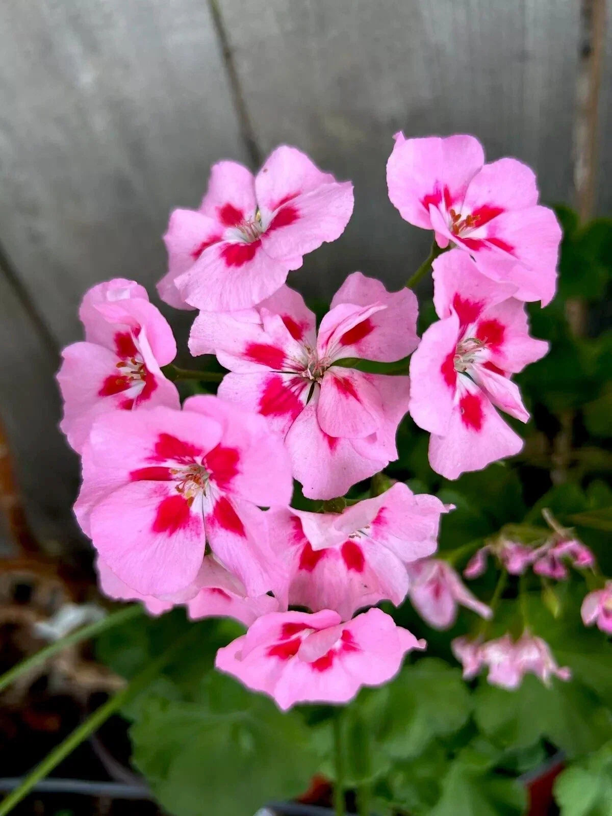 Geranium Cuttings - Pink/Red Pelargonium spp. - Two 6-Inch Starter Clippings for Garden or Container Planting