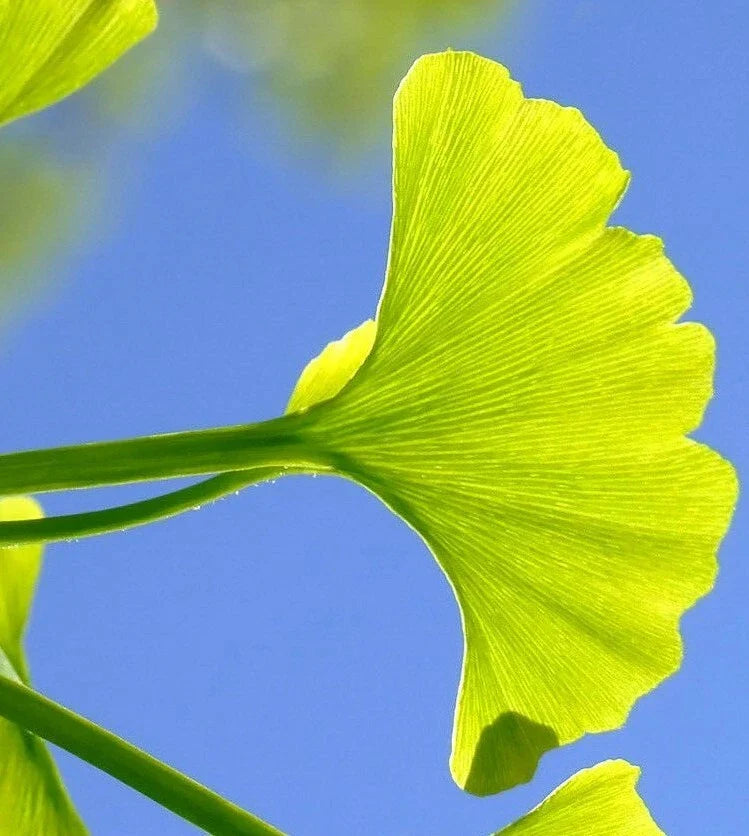 Ginkgo Biloba Cuttings 5-7 for Rooting and Grafting, Medicinal Tree, Ginkgo Tree Propagation Material