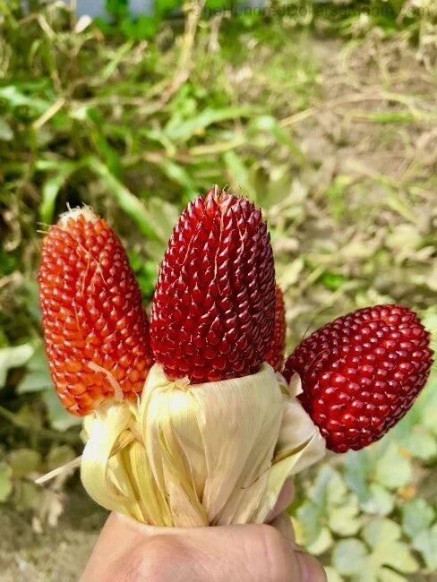 Strawberry Popcorn Corn Seeds - 25+ Non-GMO Ornamental Vegetable Seeds