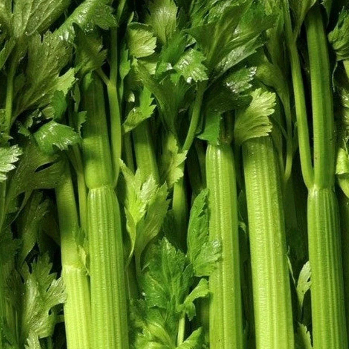 Tendercrisp Celery Seeds - 1000+ Vegetable Garden Seeds for Soups, Stews, Snacks | Apium graveolens var. dulce