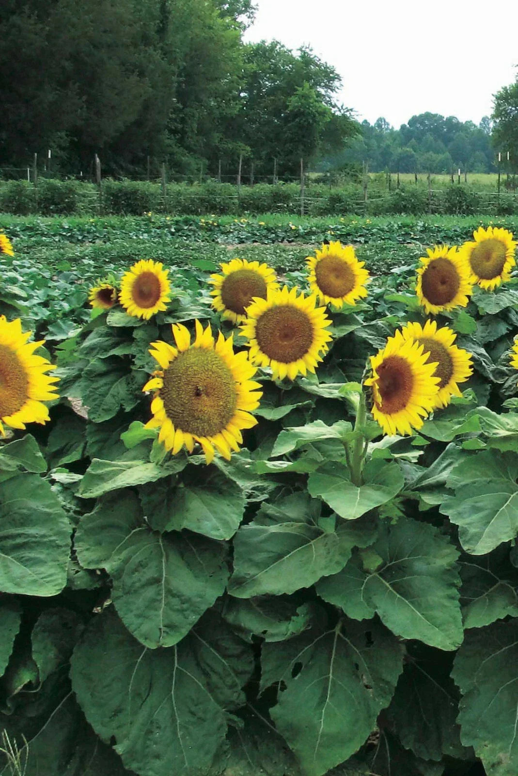 Dwarf Sunspot Sunflower Seeds - 50 Count - Helianthus annuus