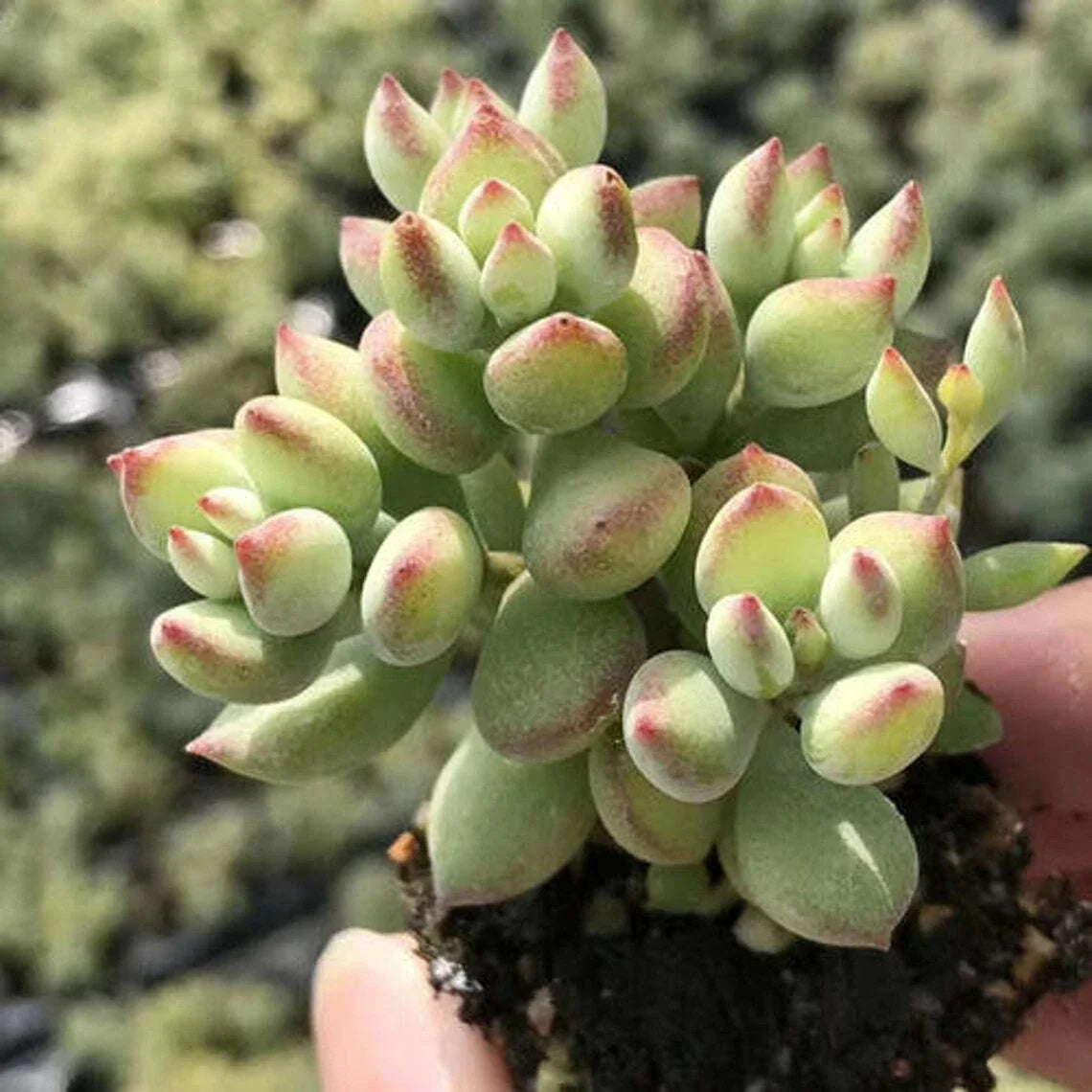 Rare Cotyledon Pendens Succulent Cuttings – 3 Live Indoor Garden Decor Plants, Trailing Succulents, Easy Care, Unique Indoor Plant