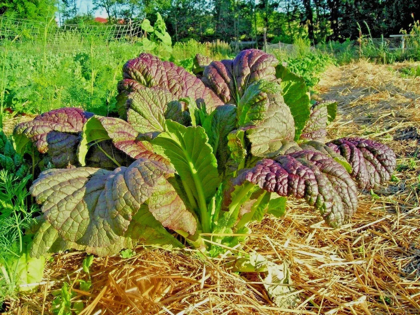 Red Giant Mustard Seeds - Organic Heirloom Brassica juncea for Container Gardens