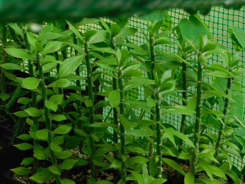 Pereskiopsis spathulata Grafting Stock Cactus Cuttings - 5 Pack, Succulent Plant for Grafting, 6-inch Cuttings
