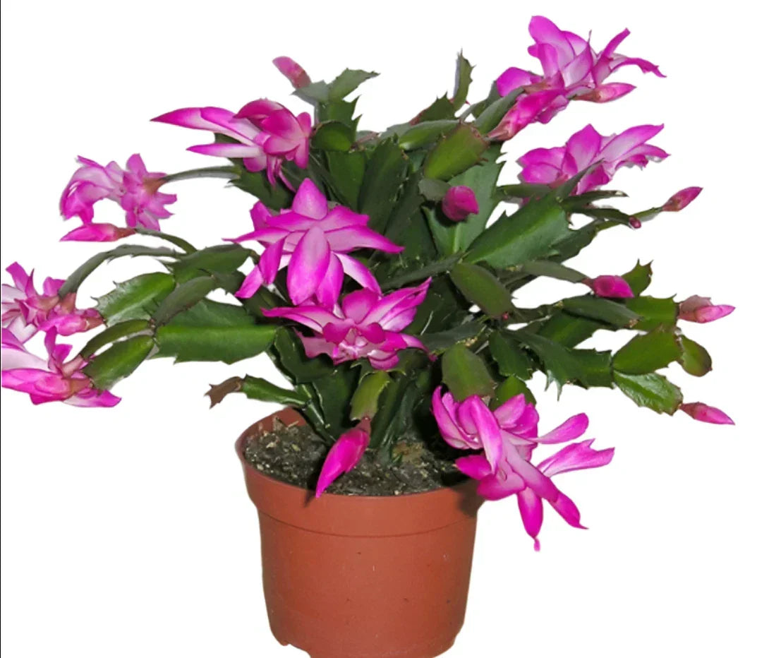 Christmas Cactus Live Plant 4" Pot with Purple Flowers - Zygocactus Succulent
