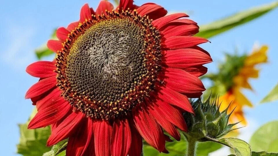Red Sunflower Seeds Pack of 50+ | Heirloom, Non-GMO, Vibrant Red Blooms | Helianthus annuus