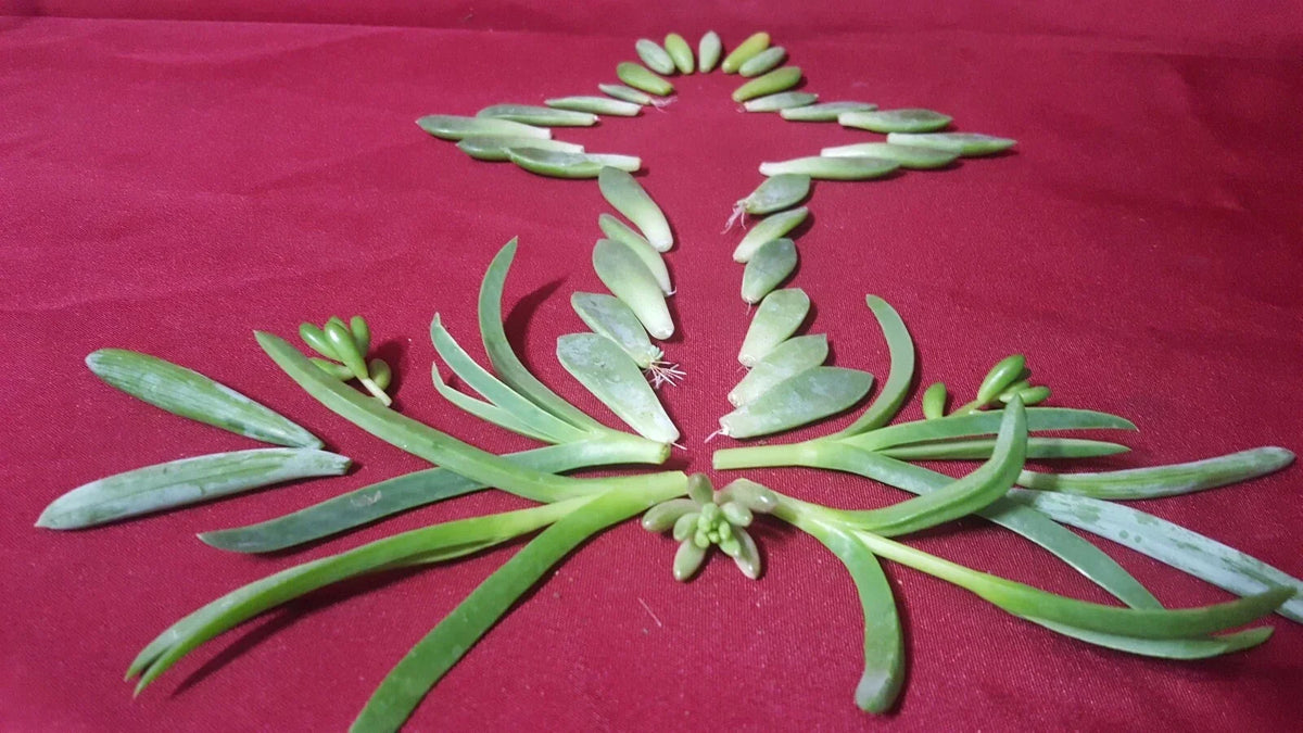 50 Assorted Succulent Leaf Cuttings for Propagation, Some with Roots, Indoor & Outdoor Gardening, DIY Plant Projects