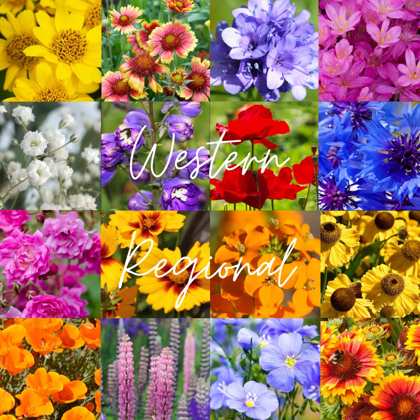 Wildflower Seed Mix - 1/4 lb - Western U.S. Native Wildflowers for Gardens & Pollinators