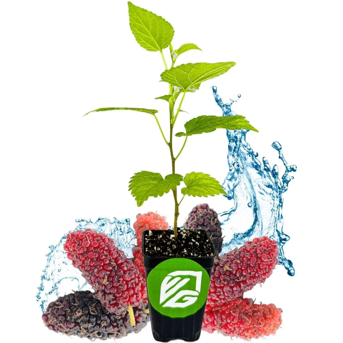 Dwarf Everbearing Black Mulberry Tree in Pot – Morus nigra – Live 3-Inch Plant for Small Gardens & Containers