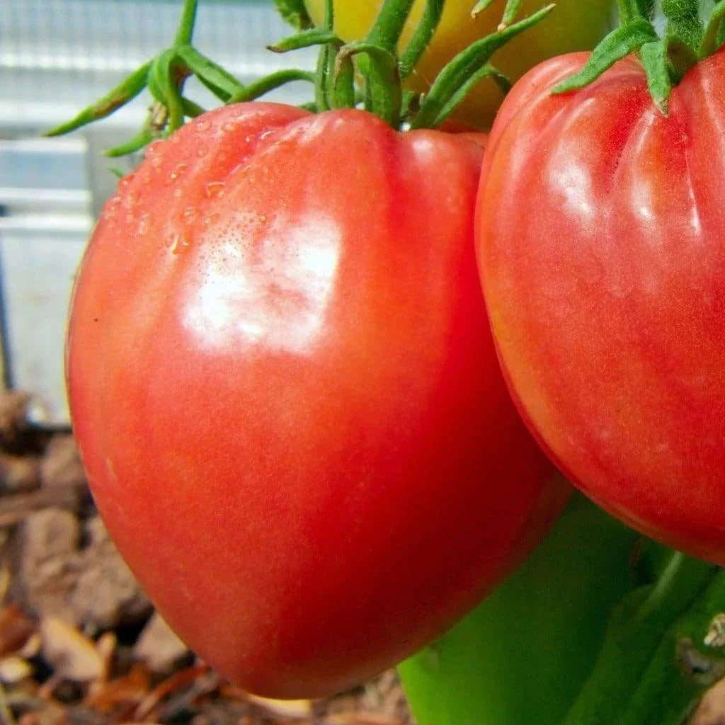 Pink Oxheart Tomato Seeds - Large Heirloom, Non-GMO Organic Tomato Seeds, Solanum lycopersicum