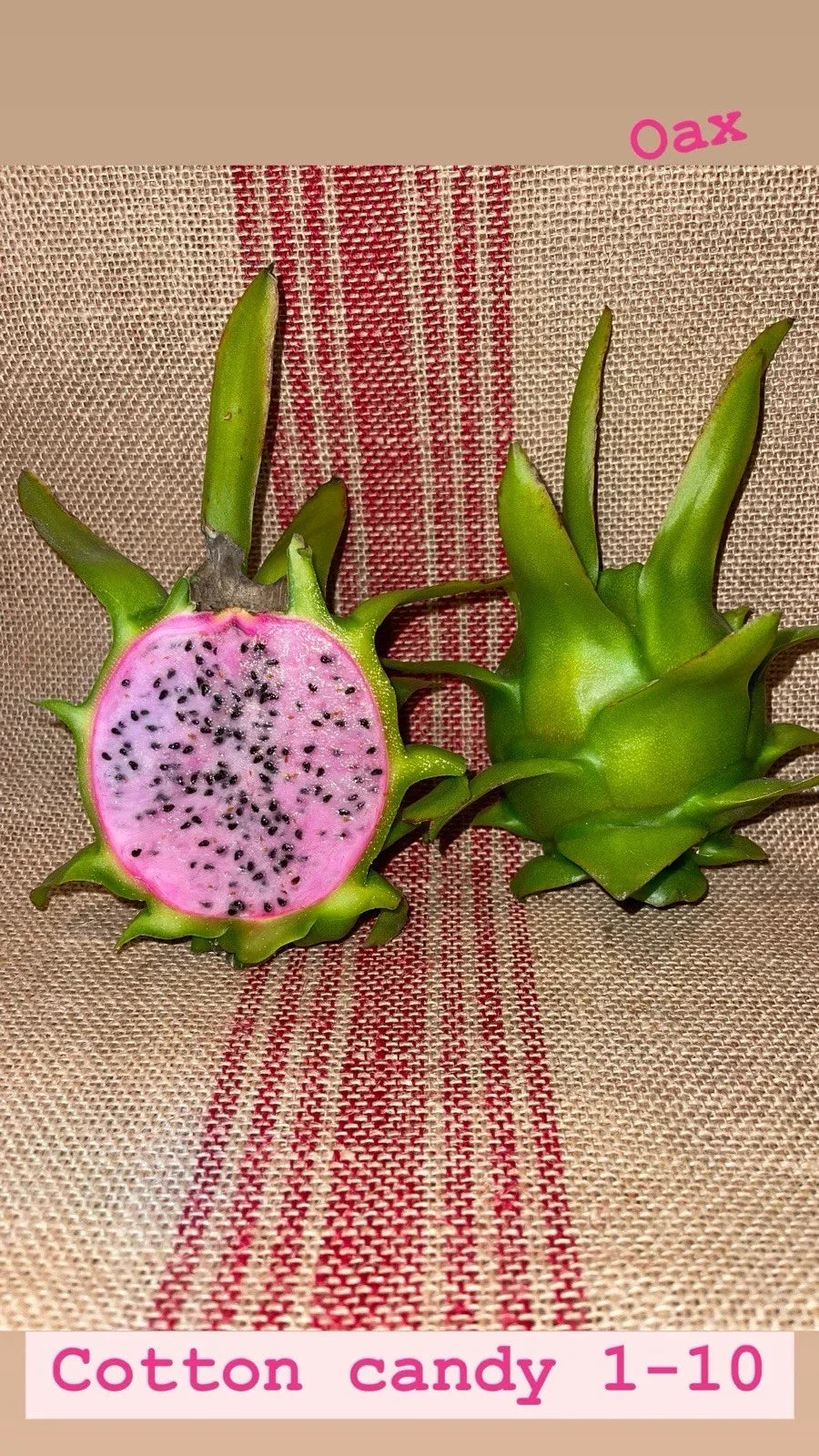 Cotton Candy Cuttings 15-18 Inch Long - Sweet Potato Vine - Ipomoea batatas - Indoor & Outdoor Planting