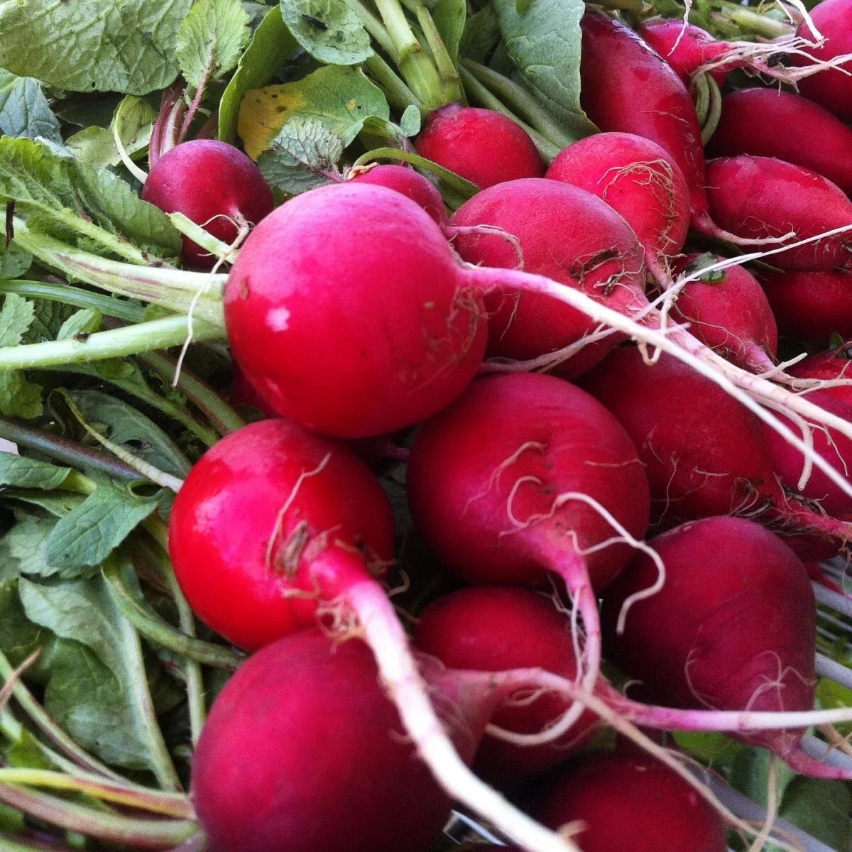 Champion Radish Seeds, NON-GMO, Fast Harvest, Raphanus sativus, Compact Plant, Multiple Sizes