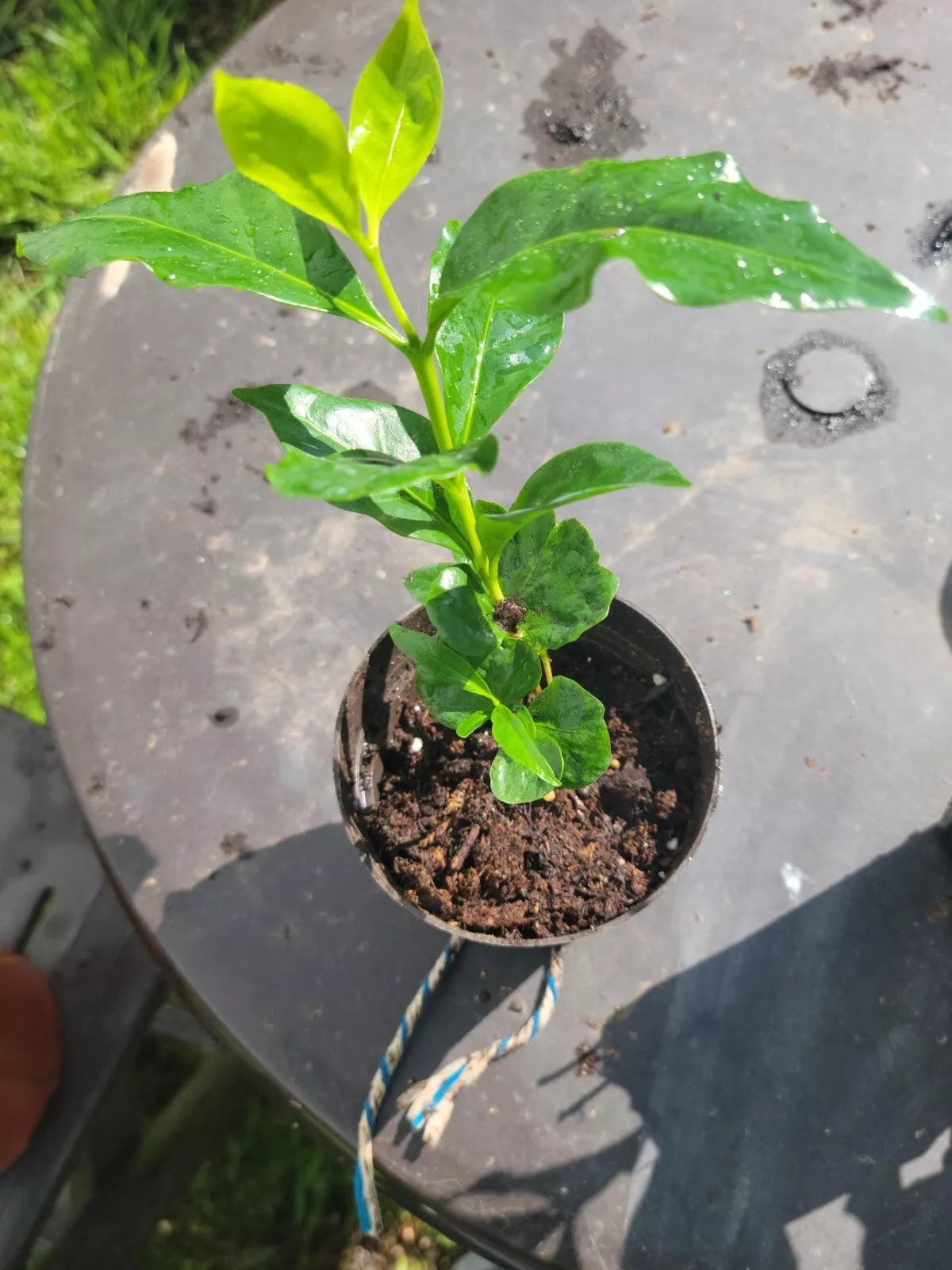 Colombian Coffee Plant - 3" Pot, Indoor Outdoor Air Purifying Coffea arabica, Lush Green Foliage