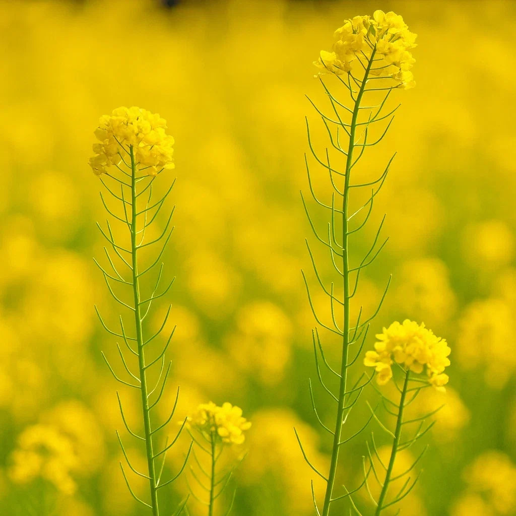 Mustard Seeds Microgreens Cover Crop Non-GMO Brassica juncea 3000+ Pest-Resistant Seeds for Gardening