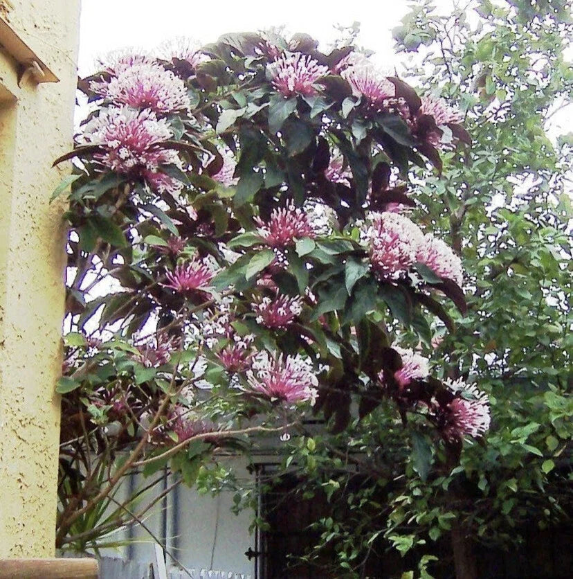 Shooting Star Starter Plant in Pot – Clerodendrum Quadriloculare STARBURST – Unique Houseplant with Star-Shaped Flowers