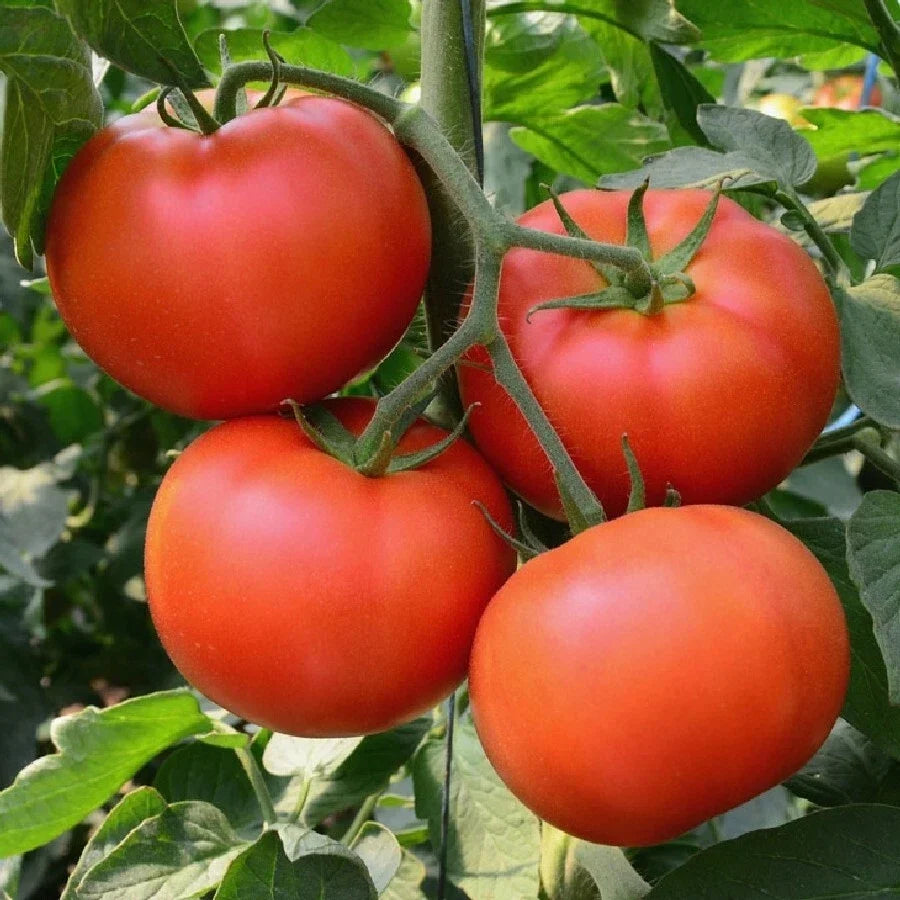 Heirloom Tomato Seeds 100 Ct Non-GMO Solanum lycopersicum Vegetable Garden Seed Pack