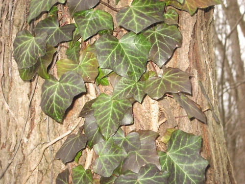 Live English Ivy Cuttings with Roots - Hedera helix - Climbing Groundcover for Indoor & Outdoor Planting