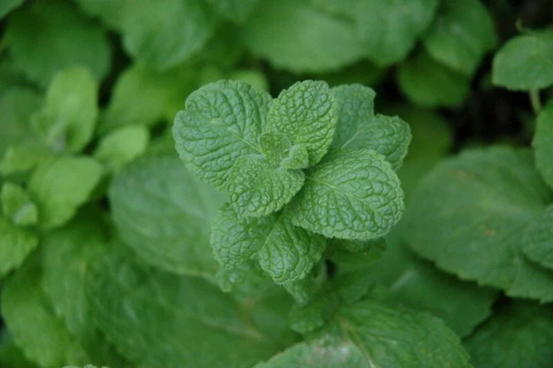 Apple Mint Plant, Fresh Dug, Organic Wooly Mentha suaveolens, Aromatic Herb for Culinary & Garden