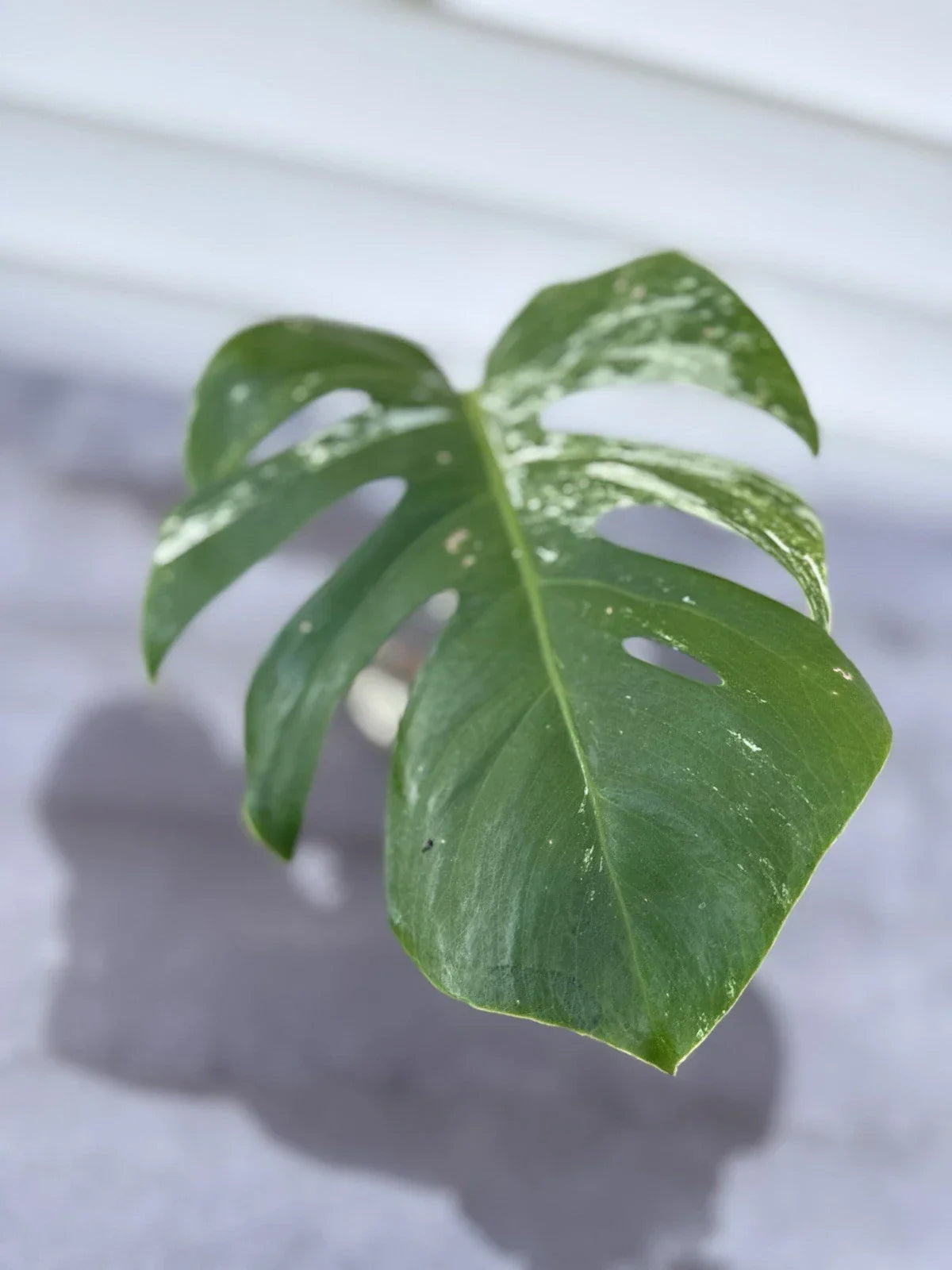 Monstera Albo Borsigiana Cutting – Rare Variegated Houseplant – Monstera deliciosa var. albo-marginata