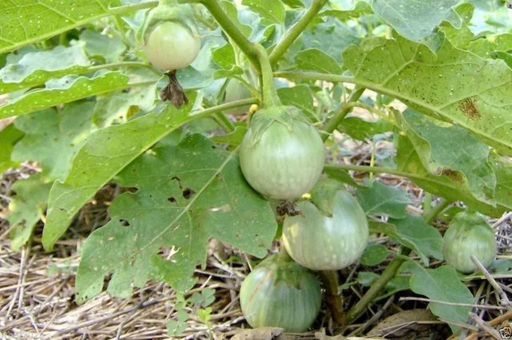 Thai Eggplant Seeds Petch Siam - 200 Heirloom Solanum melongena Seeds