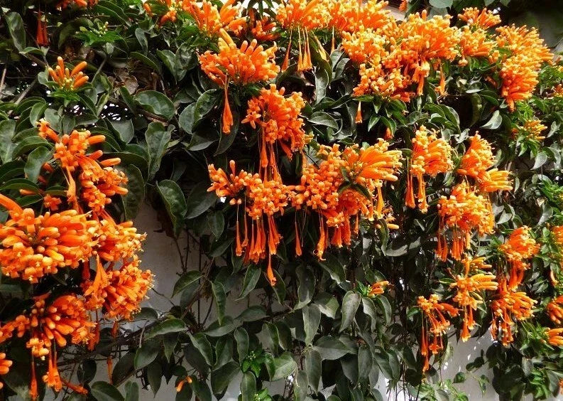 Phyrostegia Vine Starter Plant - Florida Flame Variety, Climbing Vine for Hummingbirds & Butterflies, Garden or Container