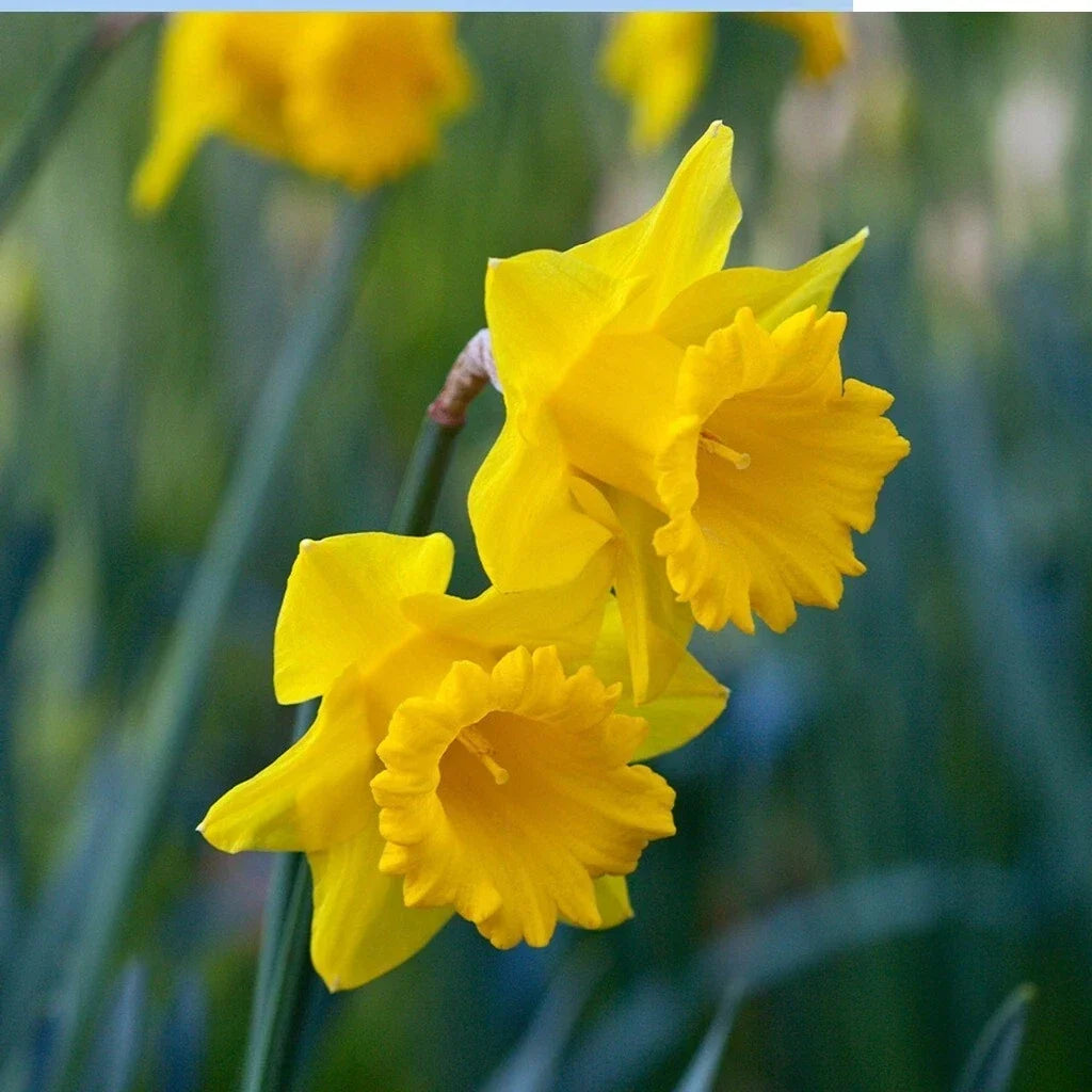 Yellow Trumpet Daffodil Bulbs - 5 Pack, Narcissus 'King Alfred', Deer Resistant, Spring Blooming, Ready to Grow
