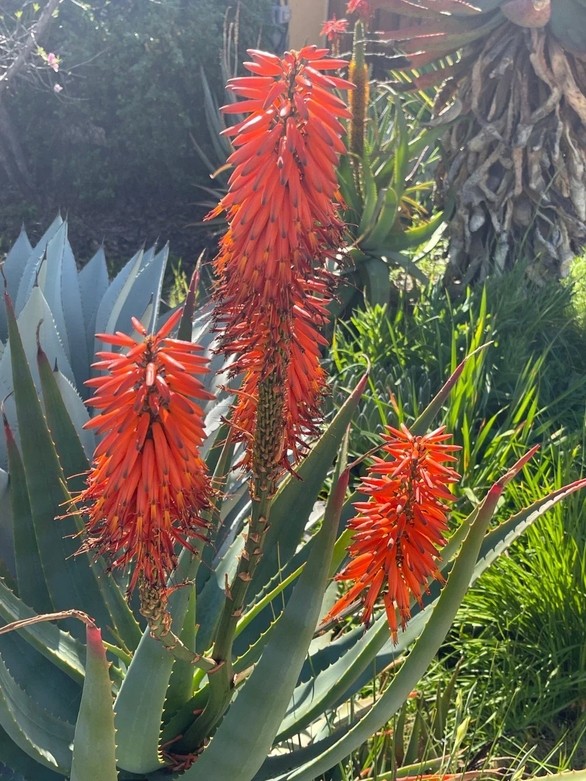 Aloe x Principis RAW Cuttings for 1g Pot – Succulent Plant, Indoor/Outdoor, Low Maintenance Aloe Variety