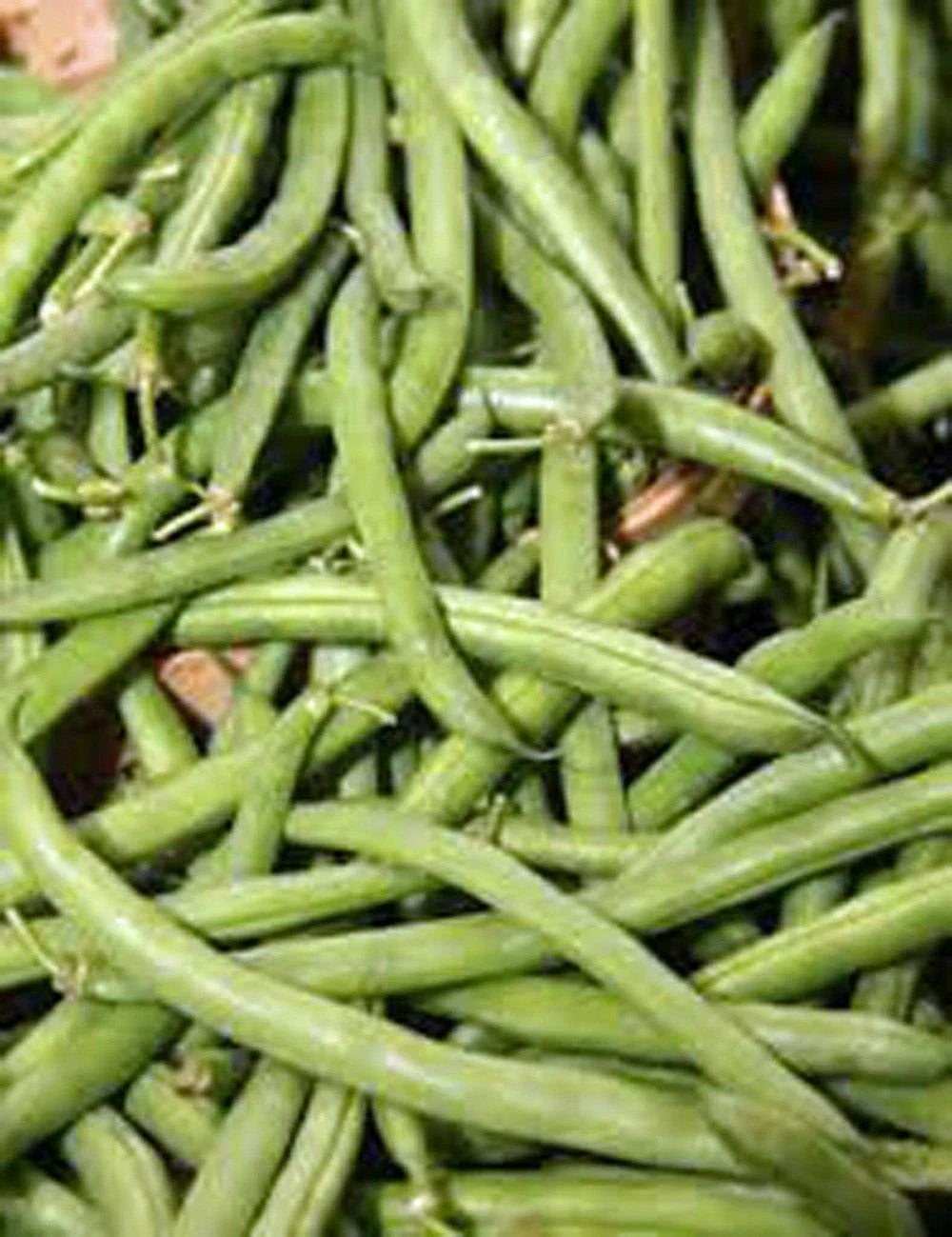 Stringless Green Bean Seeds 1 LB Non-GMO Phaseolus vulgaris for Home Garden, Bush-Type, Tender, Easy to Grow