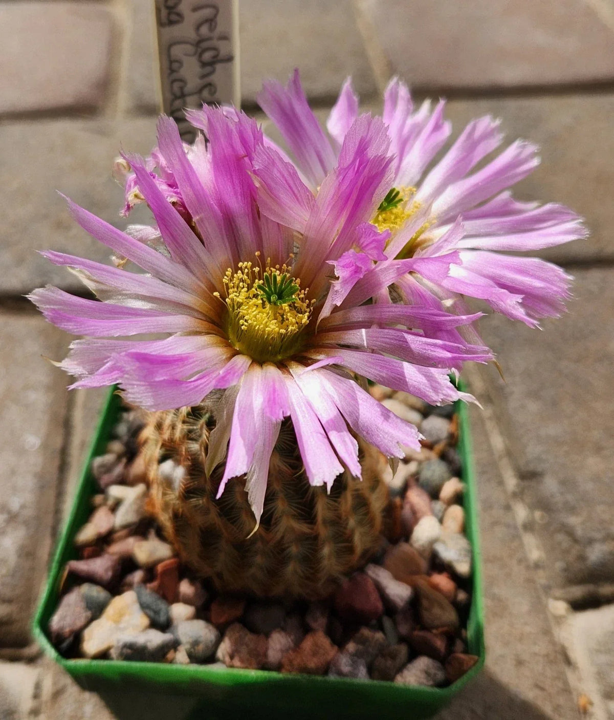 Echinocereus Reichenbachii Lace Hedgehog Cactus Live Rooted Plant for Indoor Outdoor Gardens, Succulent, Drought-Resistant