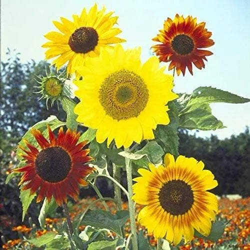 Mardi Gras Mix Sunflower Seeds - 50 Pack, Colorful Blooms for Hummingbirds & Butterflies, Helianthus annuus