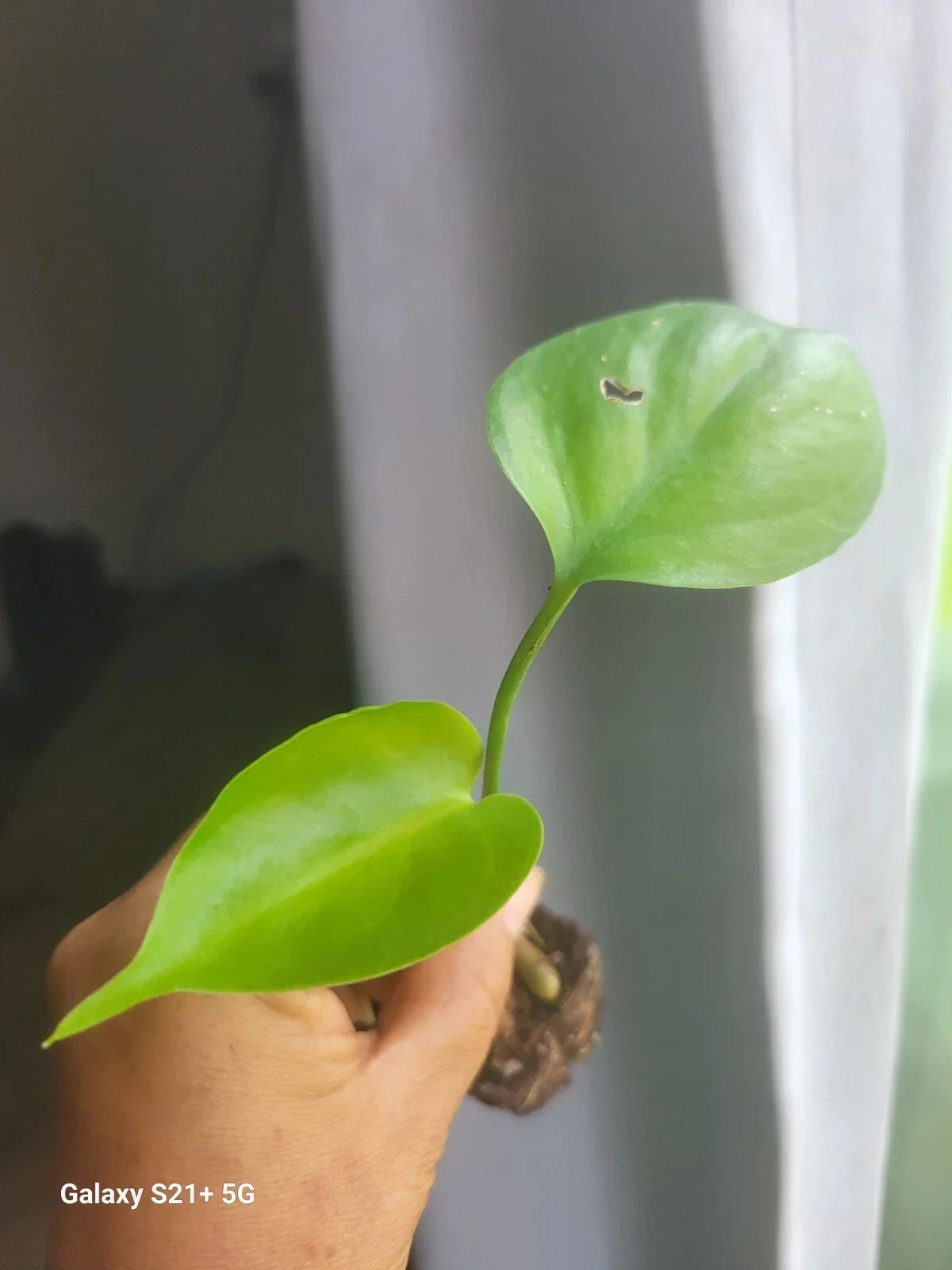 Monstera Deliciosa Plant | 2 Inch Pot | Swiss Cheese Philodendron | Tropical Indoor Houseplant