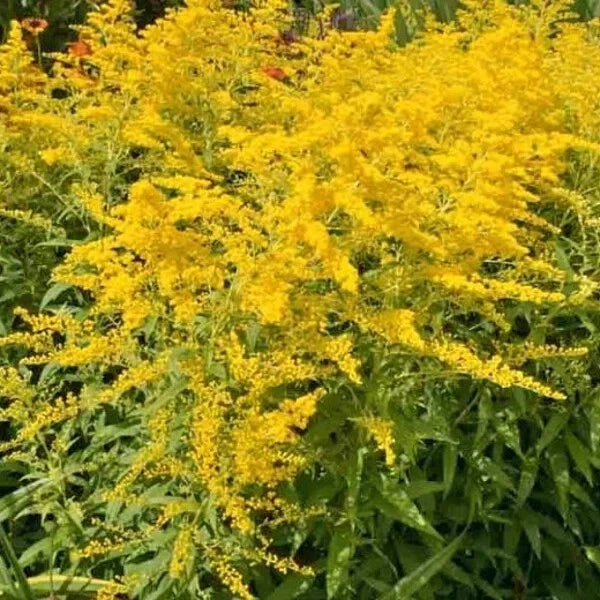 Organic Stiff Goldenrod Seeds - Solidago rigida Perennial for Pollinators & Natural Gardens, 50 Seeds, USA Grown