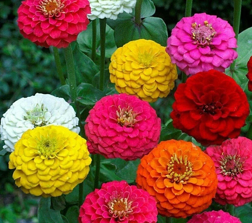 Zinnia Lilliput Flower Seeds - 200+ Mixed Colors, Compact Annual, Zinnia elegans for Borders & Containers