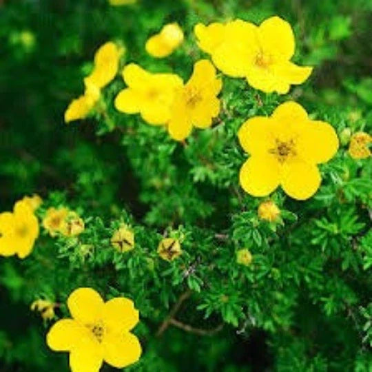 Cinquefoil Seeds 20 Pack Potentilla recta Yellow Flowering Shrub Herb Garden Plant
