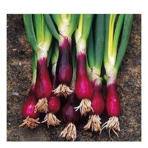 Red Welsh Bunching Onion Seeds - Non-GMO Allium fistulosum for Home Garden Planting