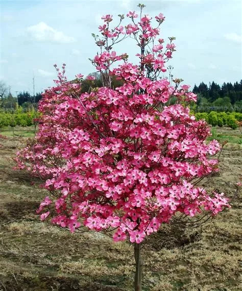 Cherokee Chief Dogwood Tree 16+ Inches Live Plant Cornus florida Red Flowering Deciduous Tree