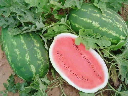 All Sweet Watermelon Seeds - Crimson Sweet Variety - Citrullus lanatus - 25+ Seeds for Home Garden, Juicy, Sweet Fruit