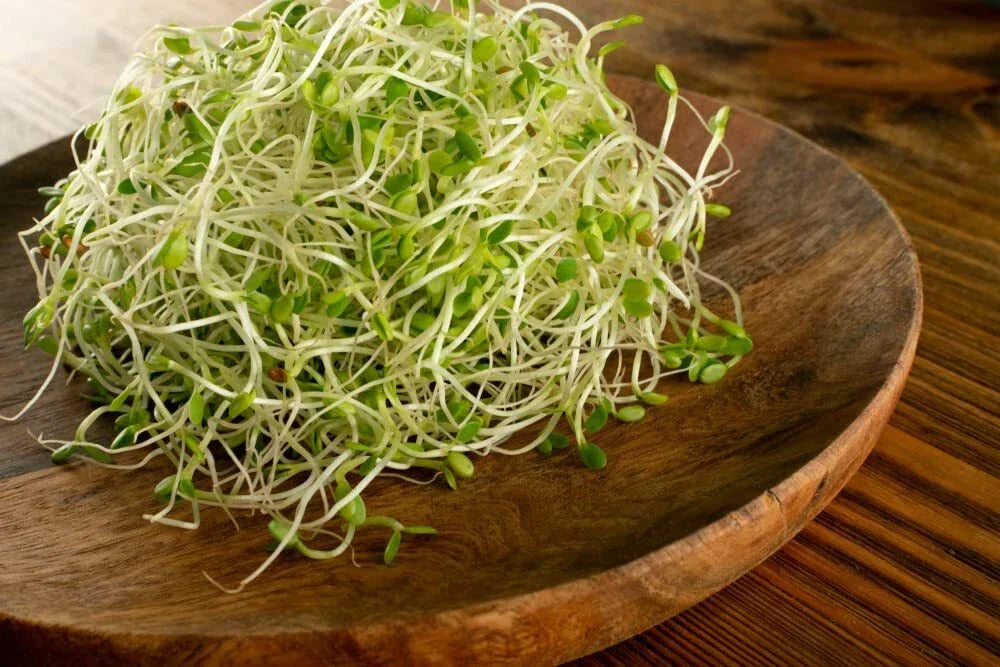Red Clover Sprout Seeds 500 Count - Trifolium pratense - Easy Indoor Sprouting