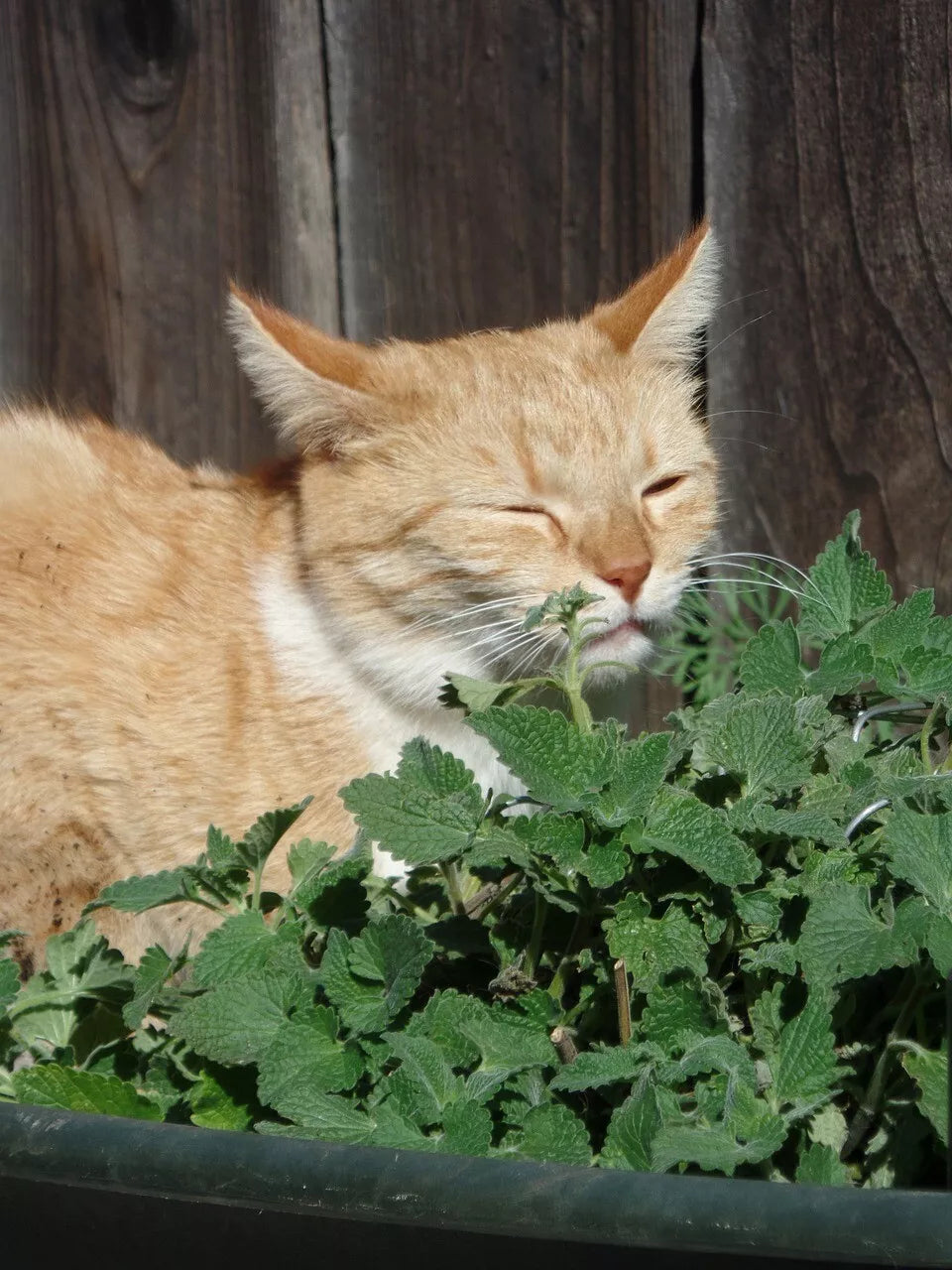 Catmint Herb Seeds 1000 Pack - Nepeta cataria for Gardens & Indoor Pots - Cat-Friendly Perennial Herb