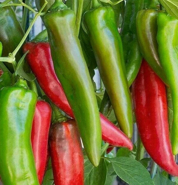 Anaheim Chili Pepper Seeds - 50+ Capsicum annuum Garden Seeds for Mild to Medium Heat, Vegetable Seeds for Salsas & Cooking