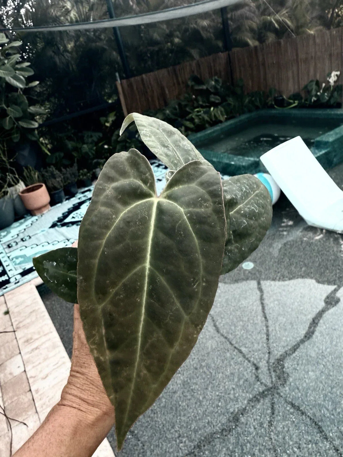 Anthurium Plant - Potted Red Crystallinum X Crystallinum Indoor Garden, Velvety Foliage, Free Shipping