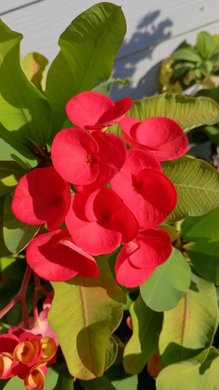 Bright Red Crown of Thorns Cutting - Euphorbia milii - Succulent Plant for Indoor & Outdoor Gardens