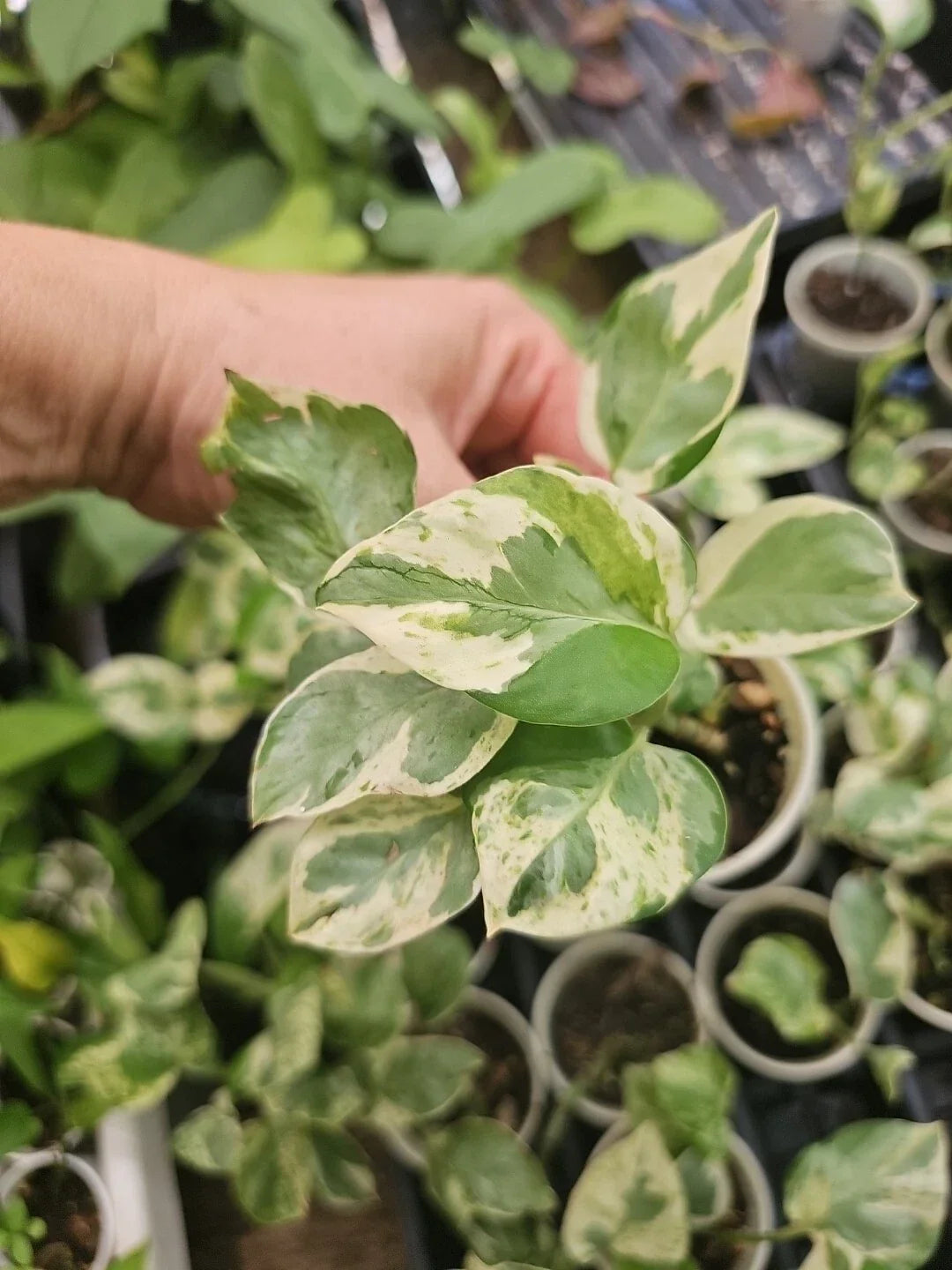 Rooted Live Pothos Plant Pearl and Jade Variegation Epipremnum aureum Indoor Houseplant