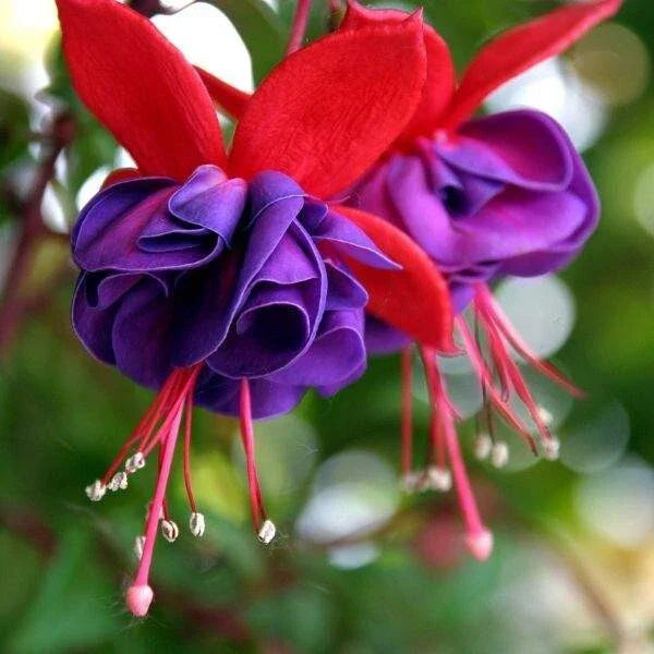 Fuchsia Plant Live 3-4" Blue Eye Variety Hummingbird Attracting Fuchsia magellanica