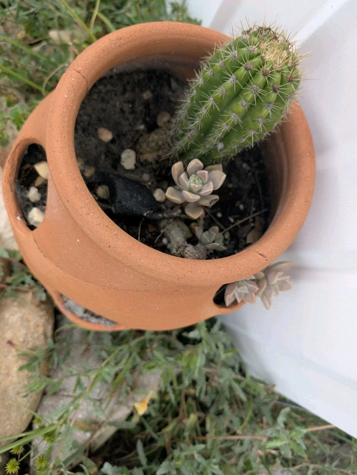 Live Torch Cactus Cuttings 1-3in Echinopsis Spachiana Succulent for Indoor Garden and Decor