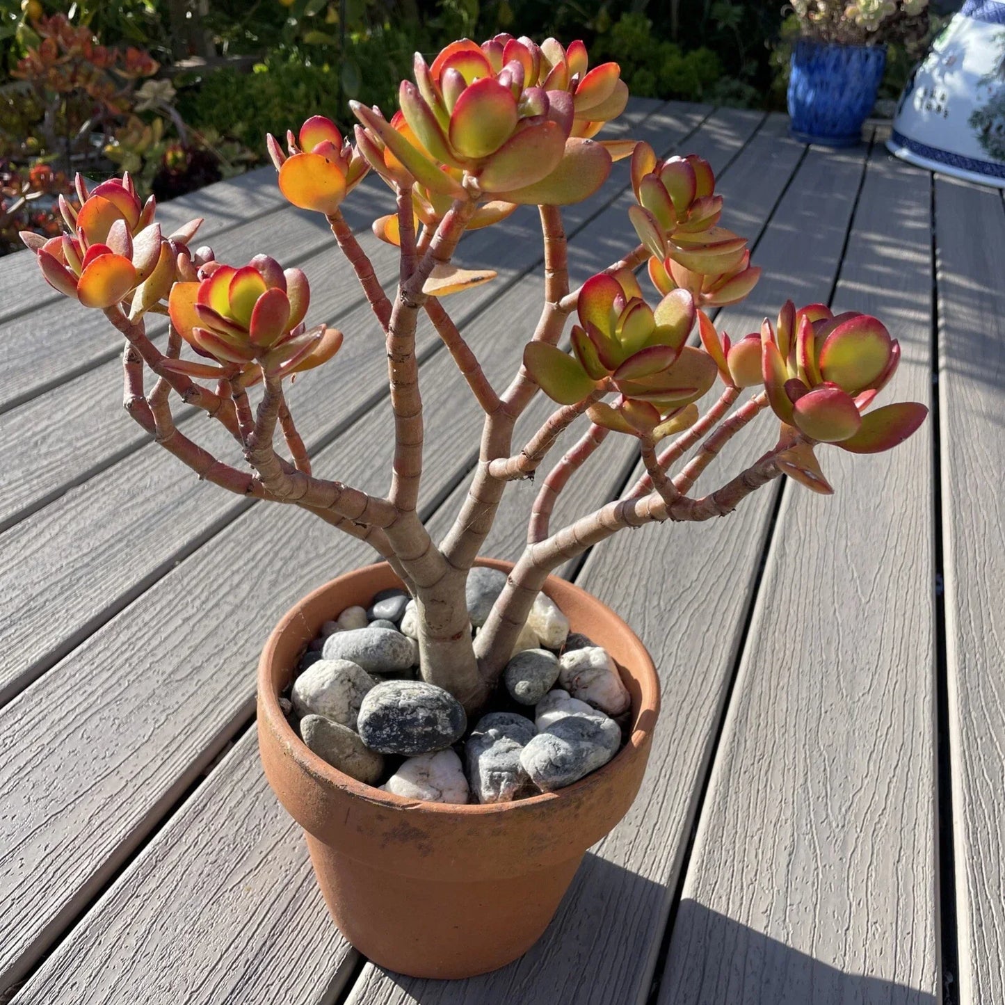 Rare Red Akai Jade Succulent Bare Rooted Bonsai Tree Crassula Ovata, Indoor Outdoor, Drought Tolerant, Compact, Unique Foliage