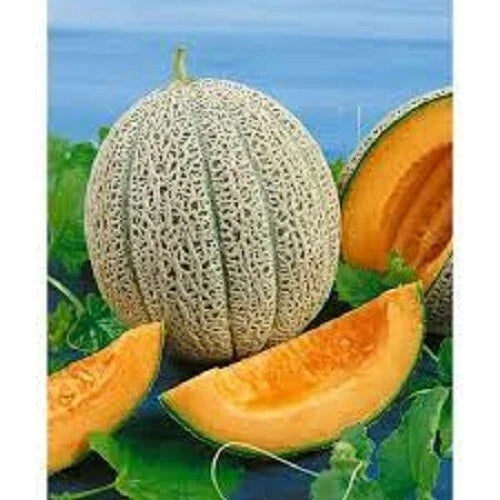 Heirloom Cantaloupe Seeds - Hale's Best Jumbo - Sweet Flavor - Cucumis melo - Gardening, Fruit, Juicy Melon