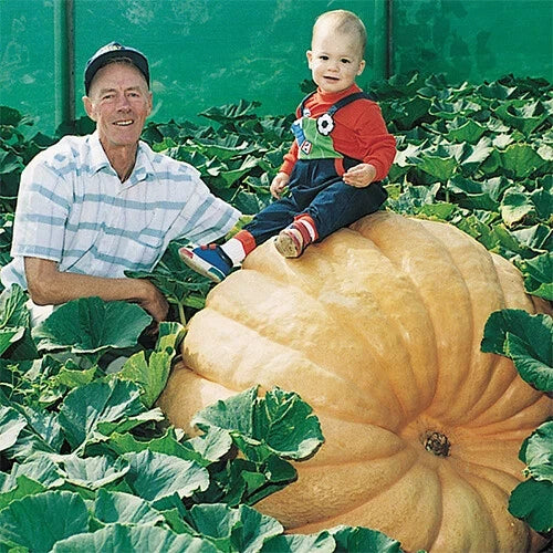 Dill's Atlantic Giant Pumpkin Seeds - Heirloom Non-GMO Bulk Pack - Cucurbita maxima