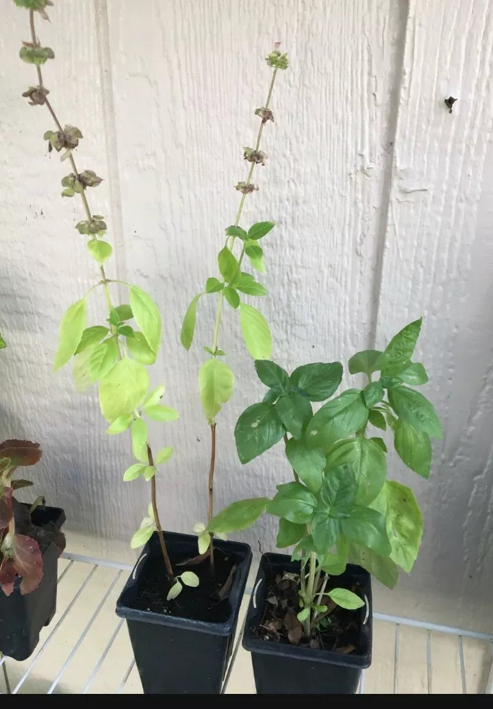 Thai Basil Plant - Live Herb, Aromatic Culinary Basil, Ocimum basilicum var. thyrsiflora, Compact Bushy Growth