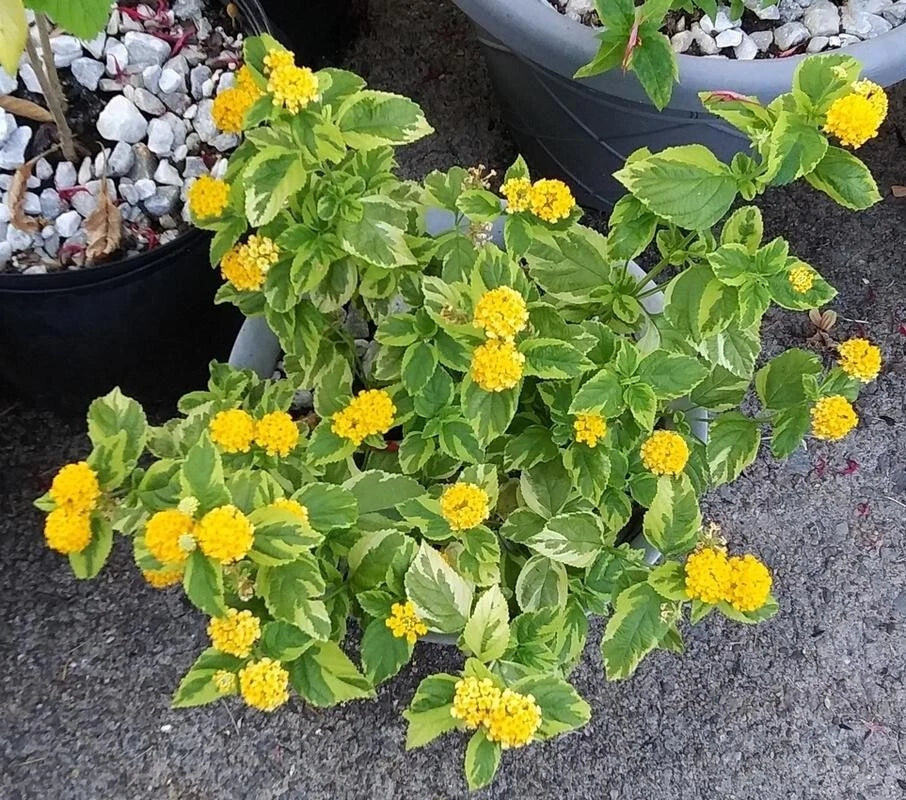 Variegated Lantana Samantha Live Plant 4" Pot, Fragrant Foliage, Lantana camara, Butterfly Attractant, Indoor or Outdoor
